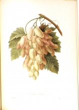 Redouté fruits and flowers 10/24